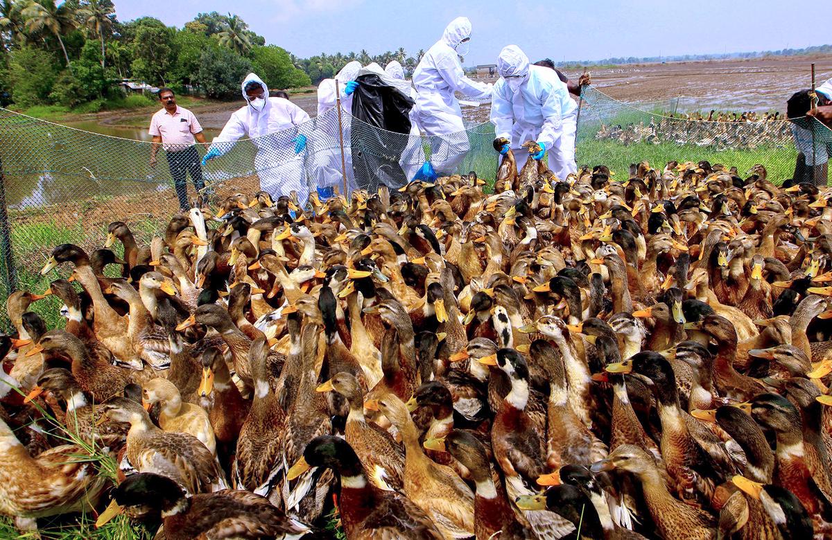 H5N1 Shadows Kerala's Farms: 11 Quiet Strikes, Massive Culls, and a Nation on Watch