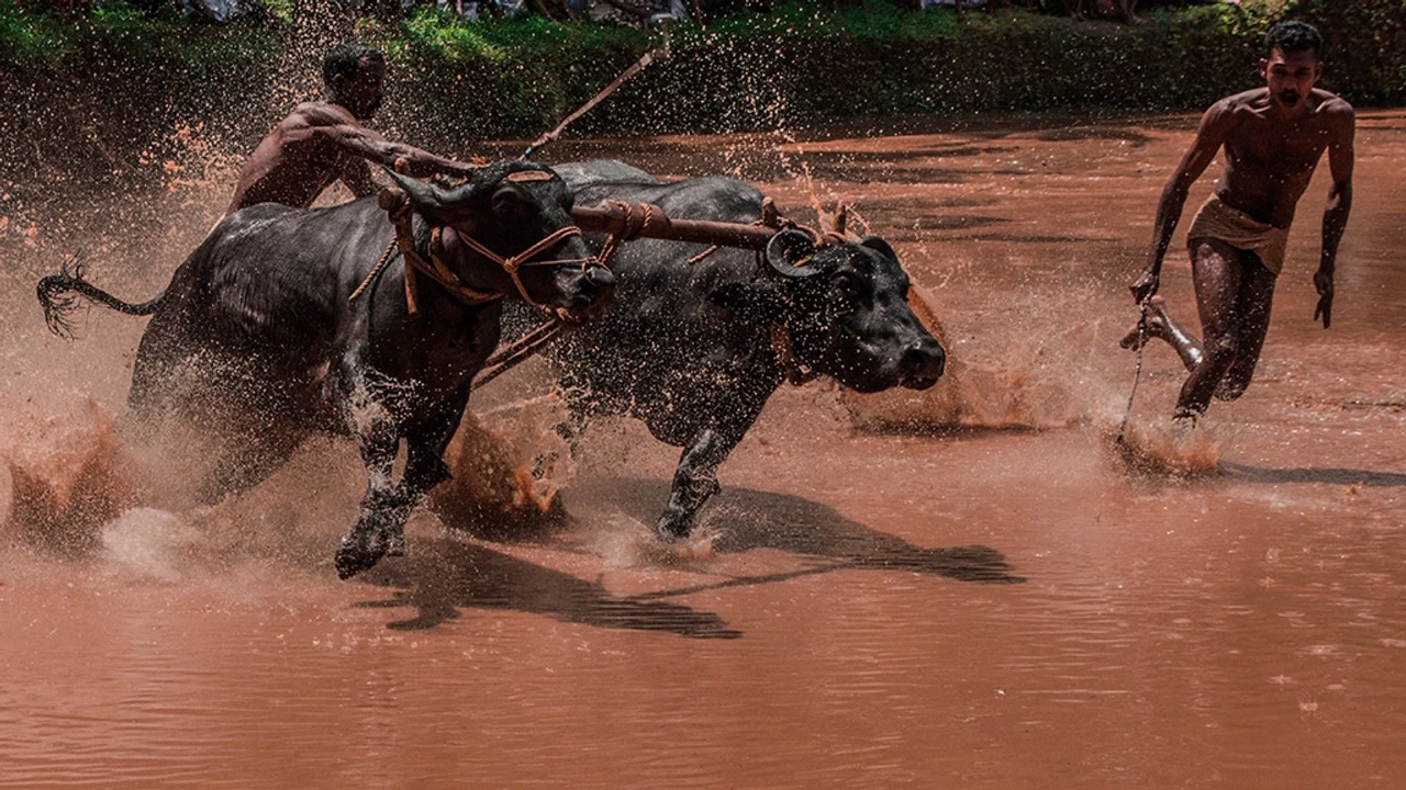 Kerala’s Bull Surfing Legacy Faces Extinction: Maramadi Fades from Fields