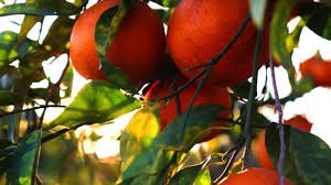 Himachal's Citrus Squeeze: Dry Spell Sours Kinnow & Orange Dreams!