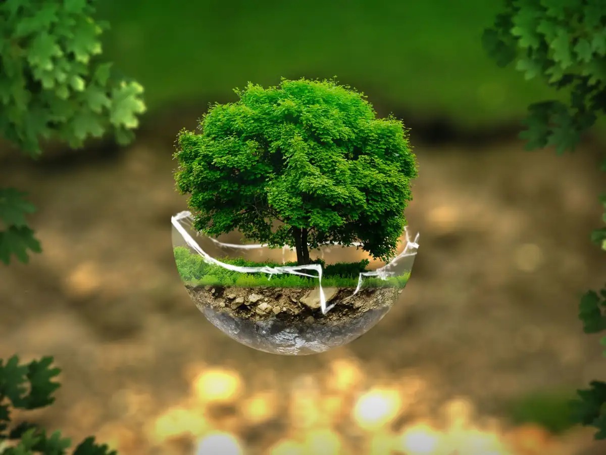 Delhi Airport’s Green Gesture: Flyers to Receive Seed Balls on World Environment Day