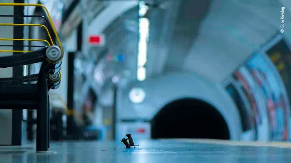 Station Squabble: Award-Winning Photo Captures Mice Melee in London
