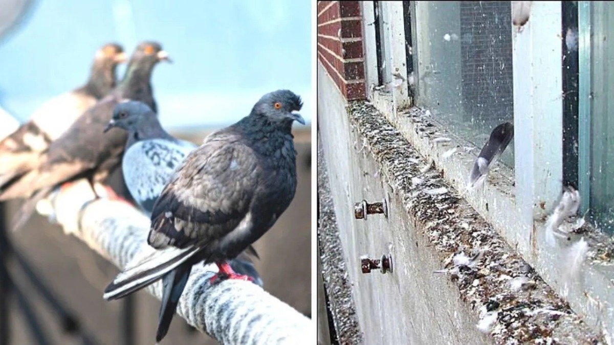 Say Goodbye to Pigeons: 5 Natural Ways to Reclaim Your Balcony Space