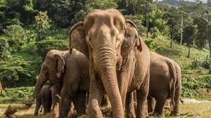 Elephants in Chains No More: World Animal Protection Calls for Urgent Rehabilitation on World Wildlife Day