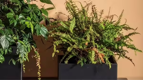 Unlock the Secrets to Growing Black Pepper at Home This Winter – Your Guide to Aromatic Success