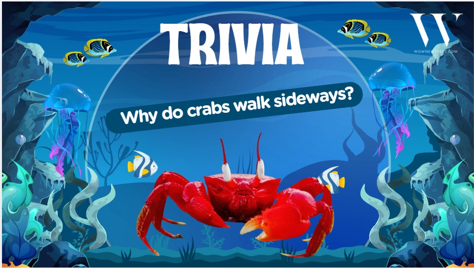 Sideways Motion Makes Crabs Faster And Safer - The Science Behind Their Iconic Scuttle