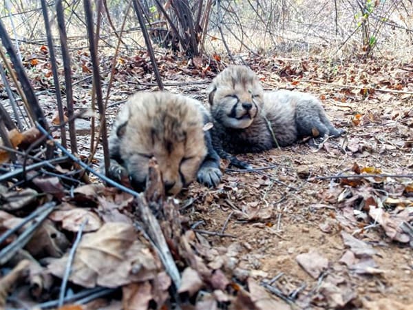 Cheetah Cubs Born in Kuno: India's Conservation Success Grows