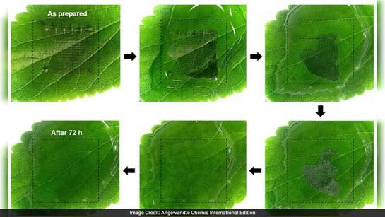 The Vanishing Chip Trick: Korean Scientists Make Memory That Ghosts in Water
