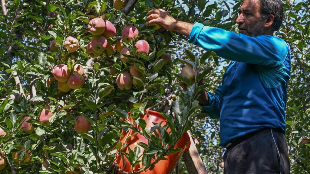 Himachal Apple Growers Rise Against Indo–New Zealand Trade Deal