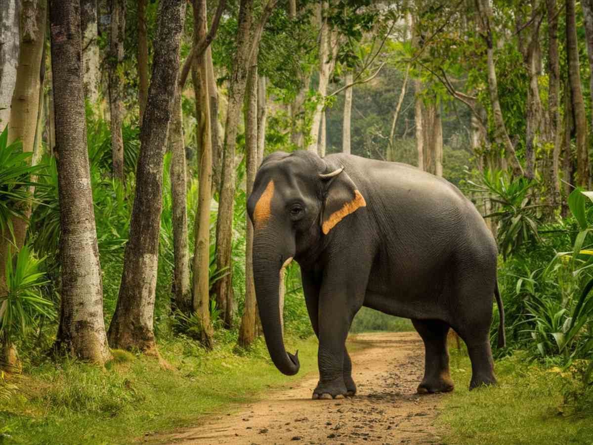 Green Travel in Thiruvananthapuram: Discover the Most Scenic Routes