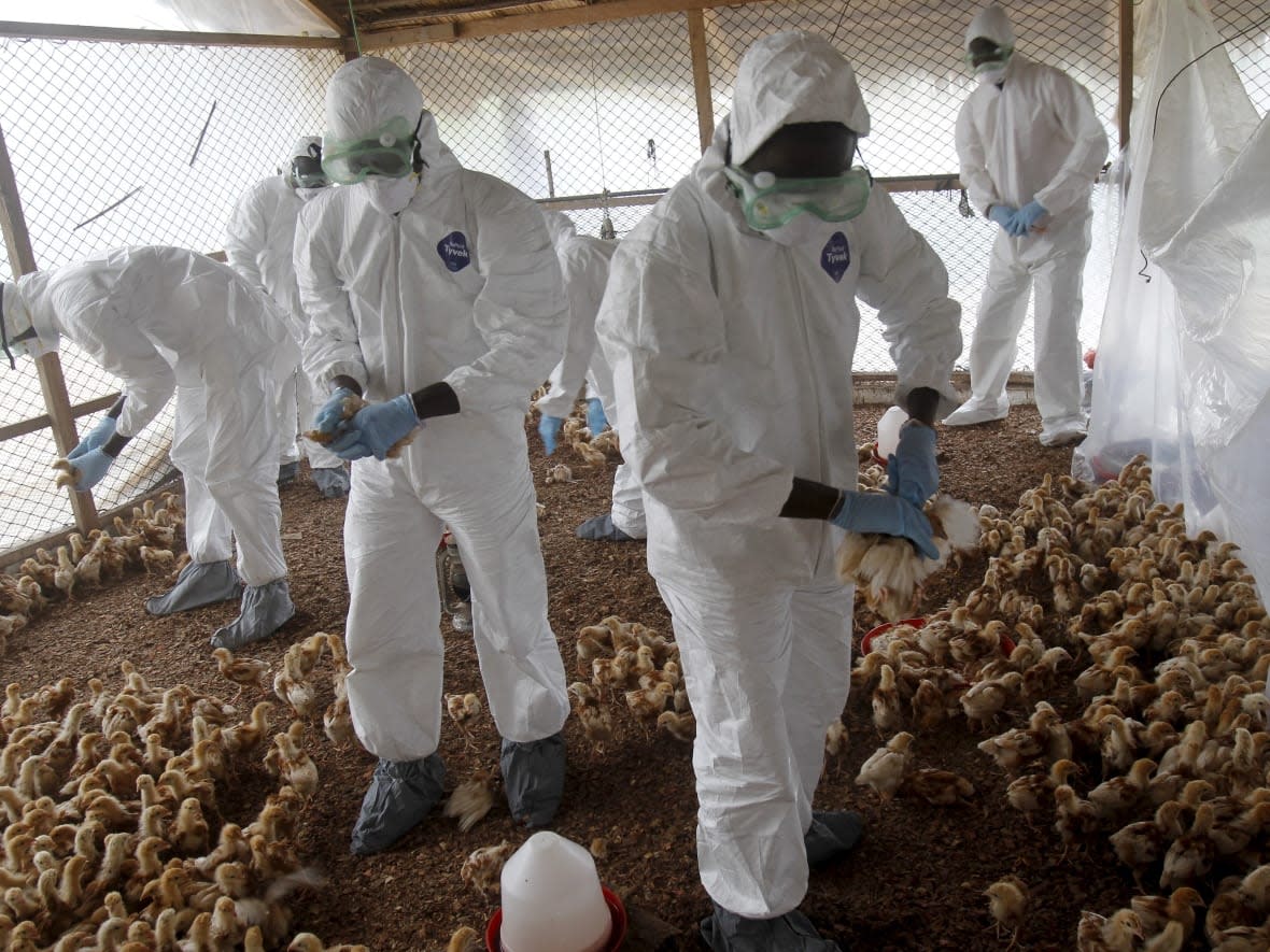 Breakthrough mRNA Vaccine Tackles H5N1 Bird Flu in Mice, Targeting Zoonotic Threats