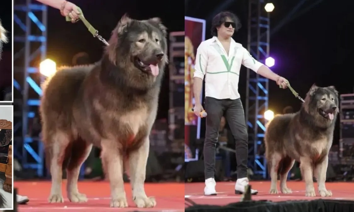 The Canine King: Bengaluru Man Drops ₹50 Crore on a One-of-a-Kind Wolfdog!