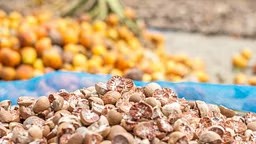 WHO prompts Global Research to Clarify Arecanut’s Cancer Risks