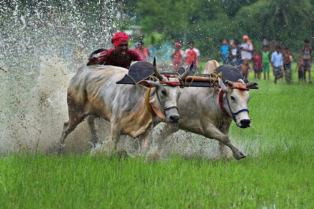 India Achieves Milestone: 10,000 Farmer Producer Organizations Formed