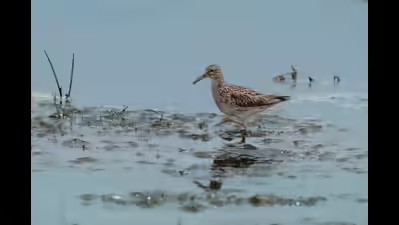 First Ever Arctic Tundra Bird Spotted In Bengal: A Rare Ornithological Marvel In Frasergunj