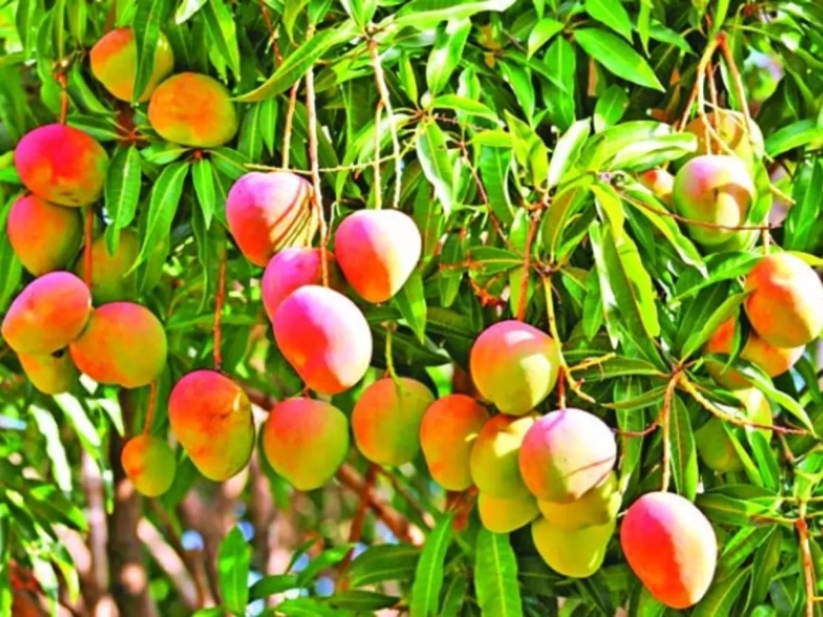 Seeds of Change: How Climate Shifts Are Reshaping Our Plates