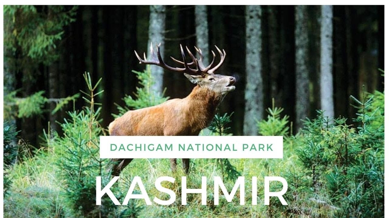 Not Just Tigers—India’s Parks Shelter Creatures You Won’t Believe Exist