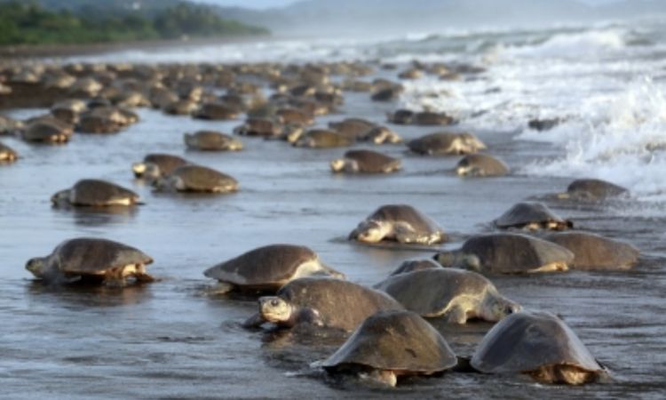 Tamil Nadu’s Marine Elite Force: Safeguarding Chennai’s Coast & Biodiversity