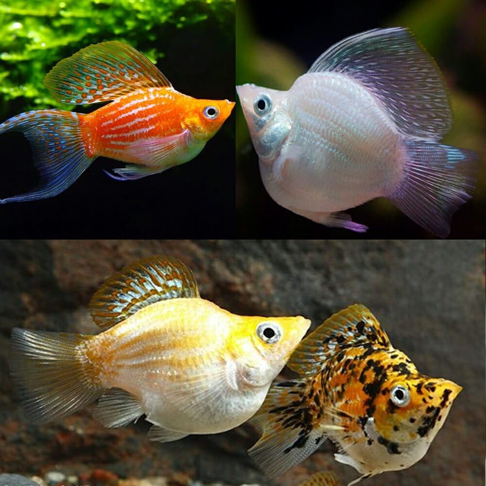 Splash of Color, Burst of Life: Top 10 Tropical Fish Perfect for Indian Aquariums