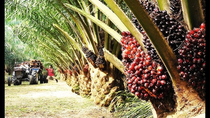 Palm Oil’s 9% Leap: Temporary Spike Or Structural Shift?