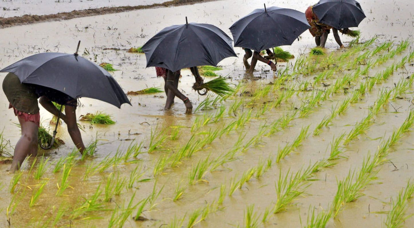 IMD Predicts Above-Normal Monsoon Rainfall: A Boon for Agriculture and Water Resources