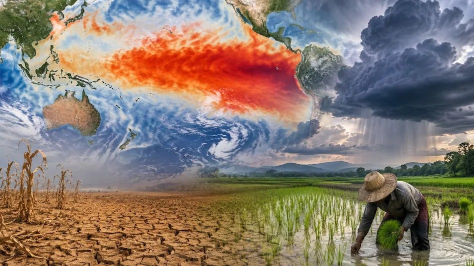 El Nino Risks Impacting India Sugars sugarcane Production