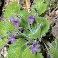 South China's Secret Garden: Two New Petrocodon Species Uncovered