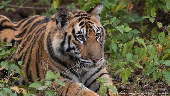 India's Tiger Population Doubles to 3,682 in Conservation Triumph