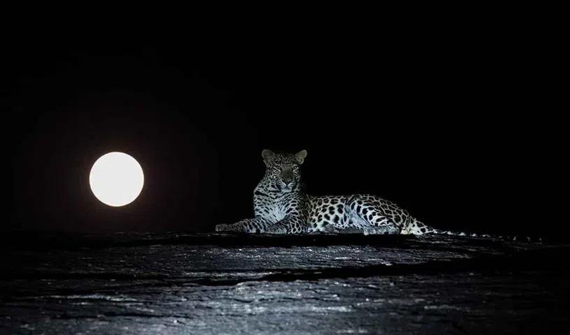 Paws & Applause: Photographer from Calcutta Captures Kenya Lioness in Award-Winning Frame