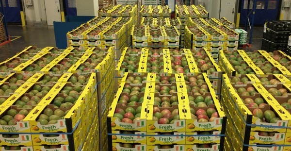 Too Many Mangoes, Too Little Demand: Growers Struggle Amid Price Crash