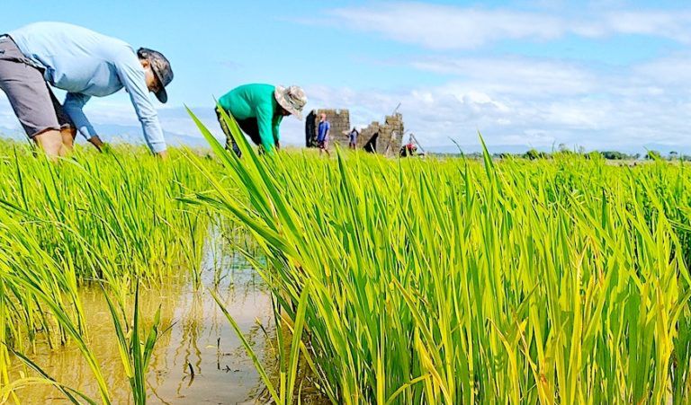 Farmers vs. Forecast: Changing Rainfall Patterns Spell Trouble for Crops!