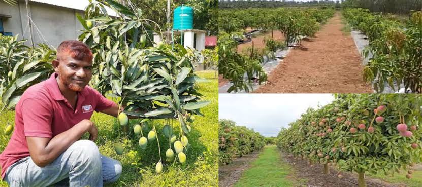 Farmers Reap Rich Rewards with High-Density ‘Kesar’ Mango Plantations