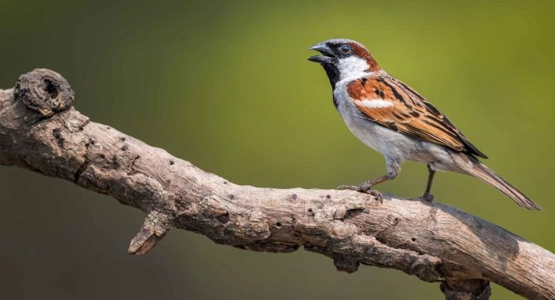 Nature's Comeback: Urban Forests Rise to Save the Sparrows