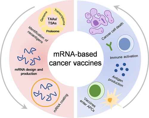 One Shot to Cure Them All? Scientists Unveil Universal mRNA Cancer Vaccine Breakthrough