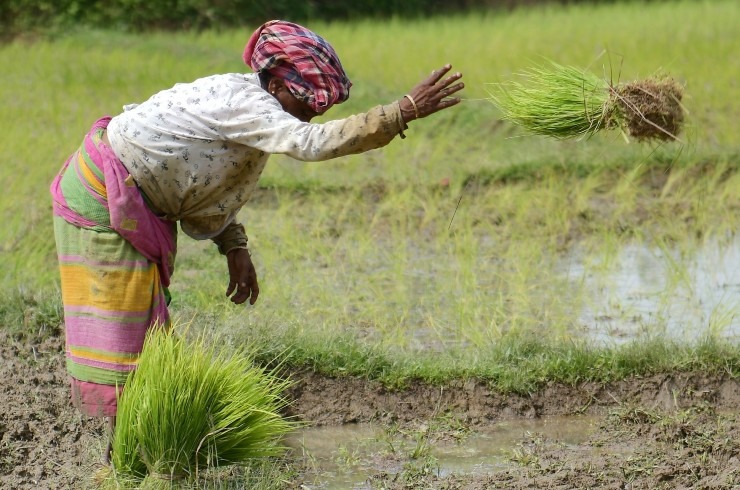India's Agri-Exports Soar: Record 47.3% Growth in Fruit and Vegetable Sector