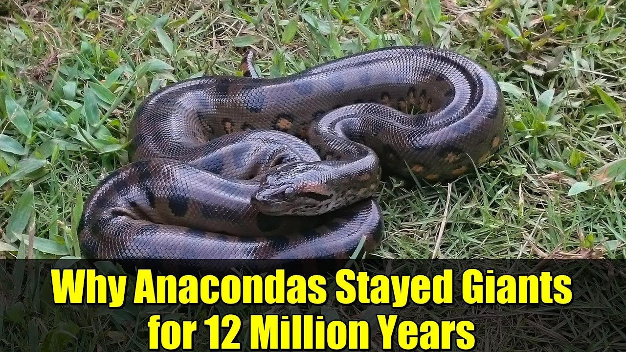 Anacondas Maintain Majestic Scale Across 12 Million Years