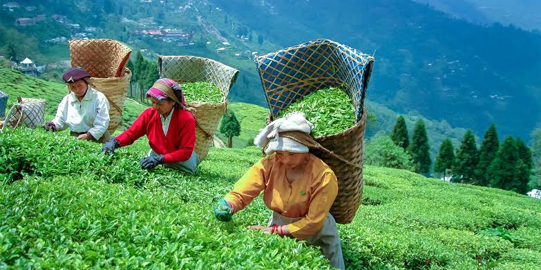 A Tea-rrific Surprise: Darjeeling's First Flush Beats the Clock in 2025