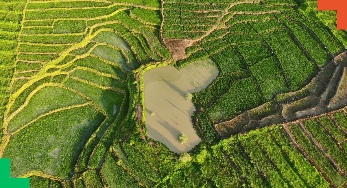 Asia’s Food Systems at a Crossroads: Urgent Reforms Needed for Sustainable Growth