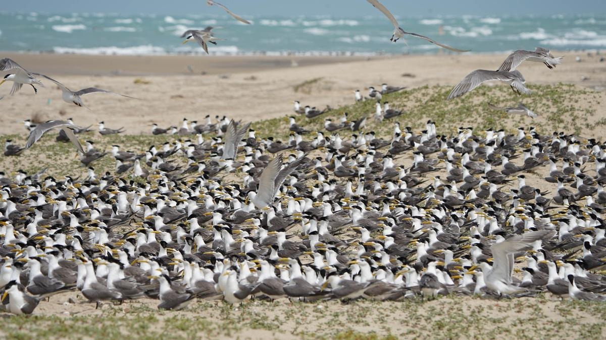 Seabird Breeding Colonies Discovered on Adam's Bridge Sandbars