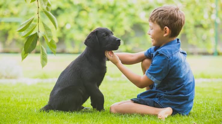 Treats, Tech, and Tail Wags: The Rise of High-Tech Urban Pet Care and Insurance