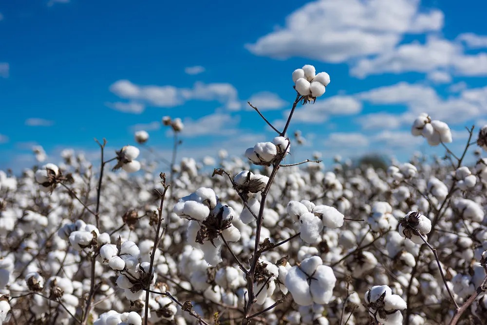 India Approves Major Cotton And Hydropower Initiatives
