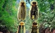 Hidden Glow: New Firefly Species Lights Up Meghalaya’s Mawlynnong