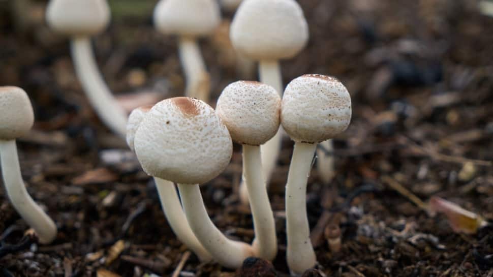 Mushroom Magic: Haryana Couple Builds Rs 9 Lakh/Month Venture from Pandemic Passion