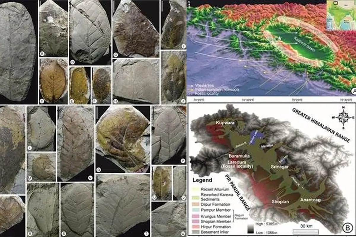 Frozen Clues, Tropical Truths: Fossil Leaves in Nagaland Reveal Antarctica’s Role in Shaping Indian Monsoons