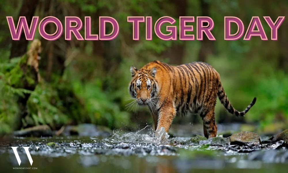 Paws. Think. Protect. How Protecting Tigers Safeguards Ecosystems This World Tiger Day