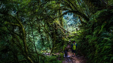 Into the Wild: 8 Historic Forest Reserves in India That Tell Stories Beyond Trees