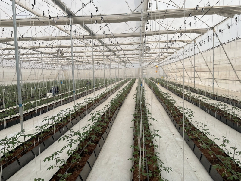 VK Global Industries to Launch Hydroponic Farm Operations in March, Revolutionizing Sustainable Agriculture