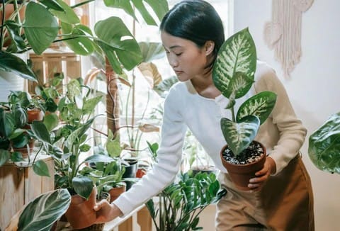 New Discovery Helps Plants in Low Light Spots Grow Better
