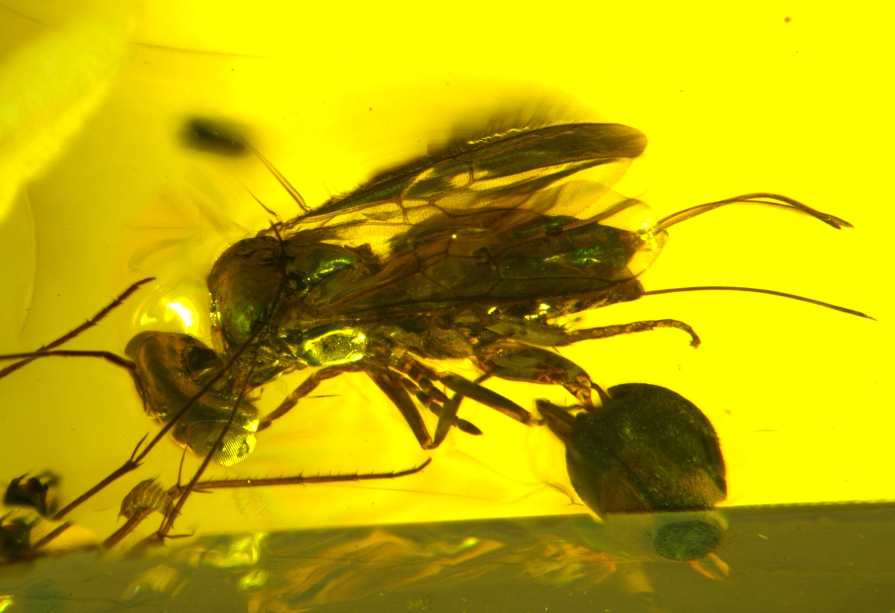 Frozen in Amber: Tiny Wasp Tells 98-Million-Year-Old Tale