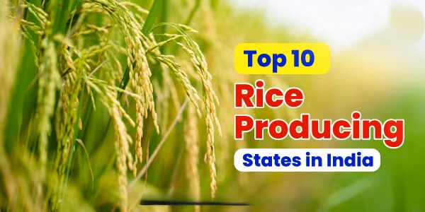 India’s Agrarian Strength Shines as 10 States Power the Nation to No.1 in Rice Production
