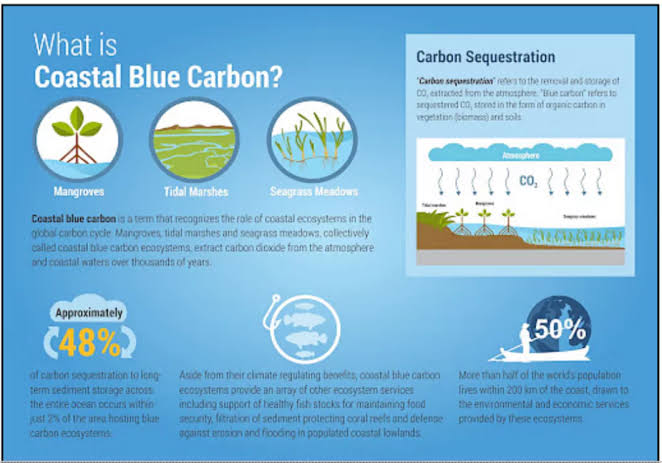 Blue Carbon Finance Vital to Protect Coastal Communities: Minister